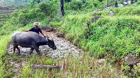 Bajak Sawah Tradisional Pakai Kerbau YouTube