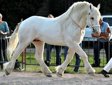 Horse breed: Boulonnais | Horse breeds, Horses, Horse world