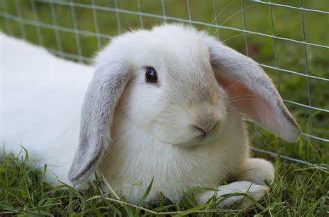 Mini Lop Breed Information And Pictures Petguide