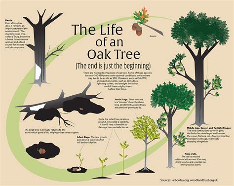 The Life Of An Oak Tree Infographic Artofit