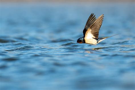 Hirondelle Rustique Hirundo Rustica Guillaume NIONCEL Flickr