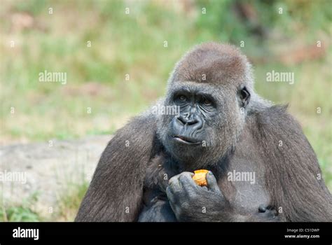 Gorillas Africa Wild Hi Res Stock Photography And Images Alamy