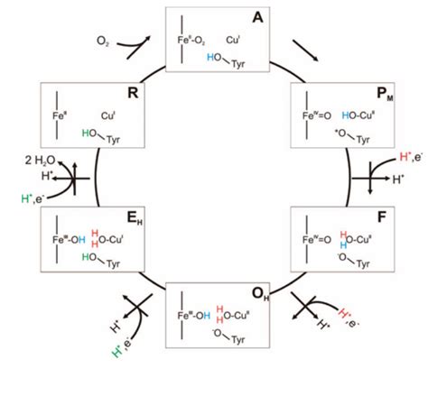 Redox Cycle In Cytochrome C Oxidase Figure Taken From 6 Download Scientific Diagram