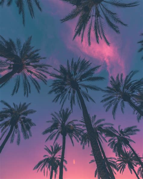 Vaporwave Palm Tree Wallpapers 4k Hd Vaporwave Palm Tree Backgrounds On Wallpaperbat