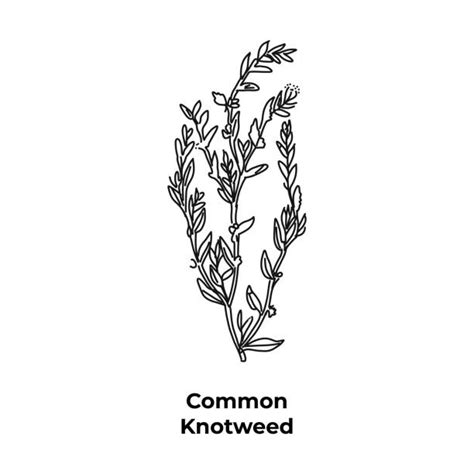 490 Knotweed Stock Illustrations Royalty Free Vector Graphics And Clip Art Istock