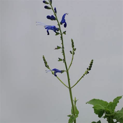 Salvia Arrow Leaf Vincent Gardens