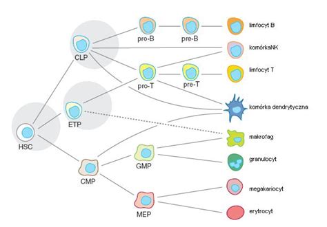 Megakaryocyte Erythroid Progenitor Cell