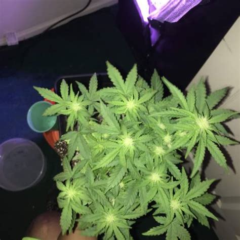 Msnl Bubblegum Autoflower Grow Diary Journal Week By Freedaweed