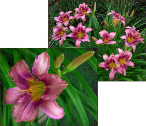 Daylily ‘purple Bicolour Is A Stunningly Unique Cultivar With Soft