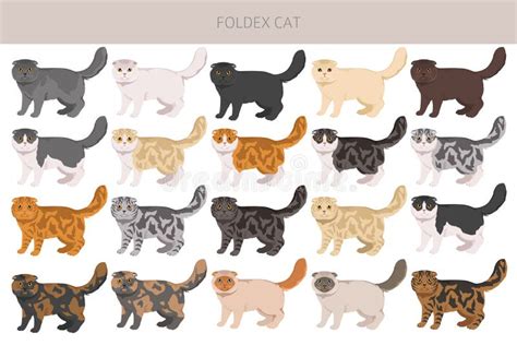 Foldex Cat Exotic Shorthair Cat Clipart All Coat Colors Set Stock