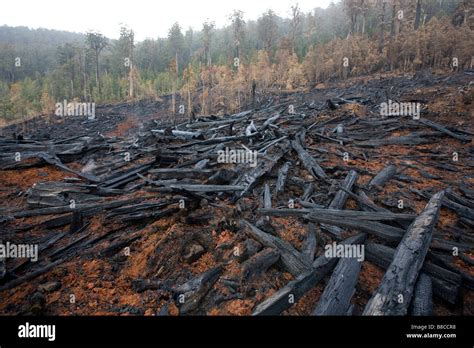 Old Growth Forest Hi Res Stock Photography And Images Alamy