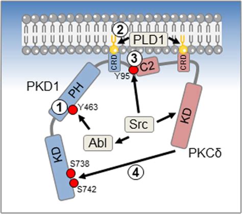 Reactive Oxygen Species Ros Induced Activation Mechanism For Protein