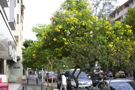 Los Guayacanes Pintan De Amarillo A La Capital De Panamá