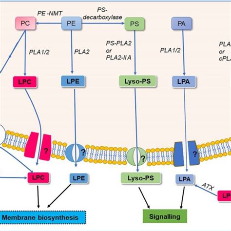 Overview Of Lysoglycerophospholipids Biosynthesis Pathway Lipids In