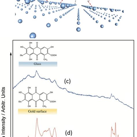 Structure Of Carminic Acid A And Scheme Of The Interaction Of Download Scientific Diagram