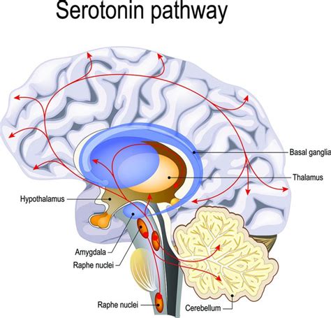 What Are SSRIs? How They Work, Side Effects and Alternatives