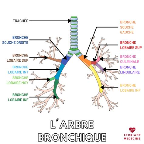 L Arbre Bronchique