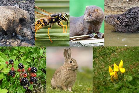 Estas Son Las Siete Especies Exóticas Invasoras Que Destruyen La Biodiversidad De Chile