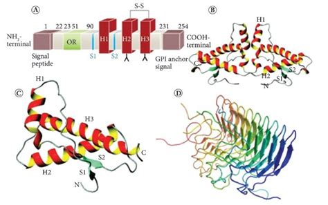 A Illustration Of The Normal Structure Of Human Prion Protein Gene