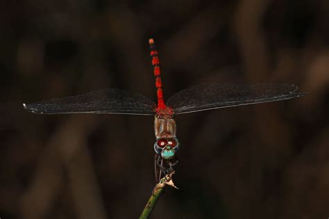 Blue Faced Meadowhawk Sympetrum Ambiguum Mason Neck Vi Flickr