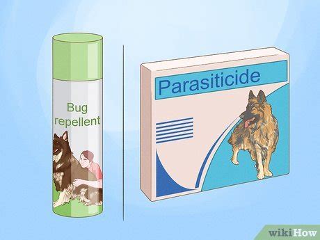 4 Easy Ways to Get Rid of a Botfly in a Dog - wikiHow