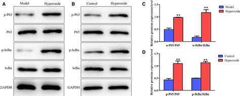 Effects Of Hyperoside On The Expression Of The Nf B Signaling Pathway