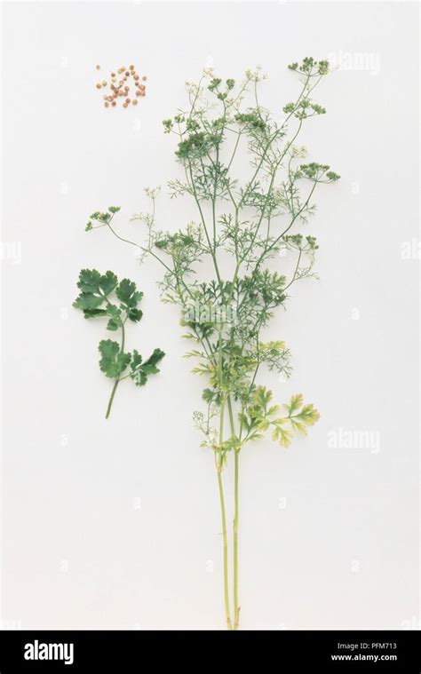 Cilantro Coriandrum sativum con pequeñas flores y hojas verdes en