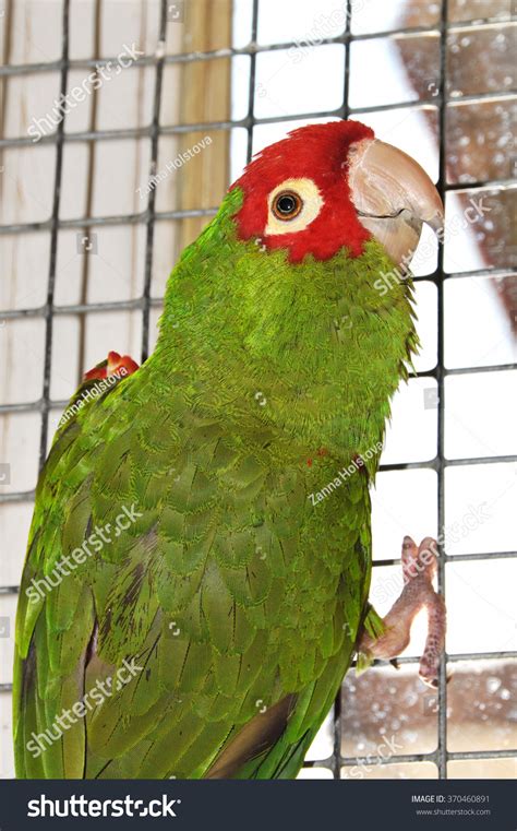 Mexican Red Headed Amazon Parrot Stock Photo 370460891 Shutterstock