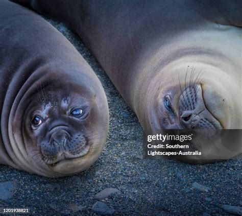 Elephant Seal Pups Photos and Premium High Res Pictures - Getty Images