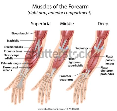 Forearm Flexor Muscles Labeled Stock Illustration 147943934