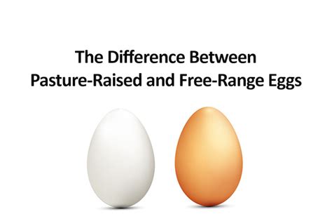 The Difference Between Pasture Raised And Free Range Eggs Ome LiLa