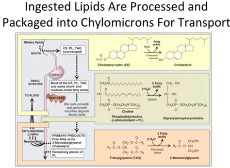 Biochemistry Chapter 11 Lipid Amino Acid Metabolism Flashcards