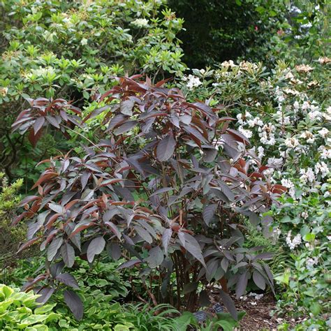 Hydrangea Aspera Hot Chocolate Hydrangea With Chocolate Foliage