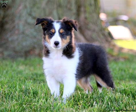 Collie Puppies For Sale - Greenfield Puppies