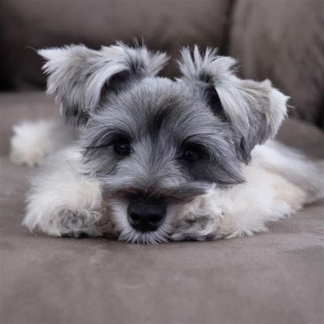 Gracexaddisonଘ੭ˊ꒳ˋ੭ ♡ Schnauzer Puppy Miniature Schnauzer Puppies