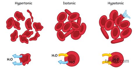 Red Blood Cells And Osmosis Science Ks Ks Illustration Twinkl