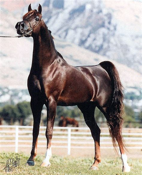 Liver Chestnut Arabian Stallion