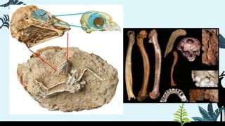 Pruebas De La Evoluci N Primero Bgu Biolog A Ppt