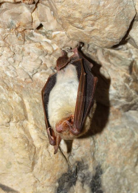 Lesser Mouse Eared Bat Myotis Myotis Stock Image Image Of