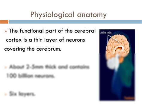 SOLUTION: 7 cerebral cortex functions repaired - Studypool