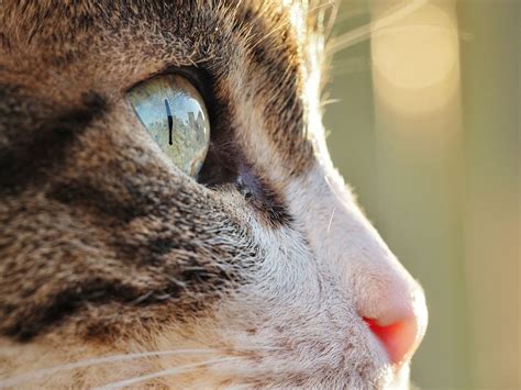 How To Identify Cat Eye Infections