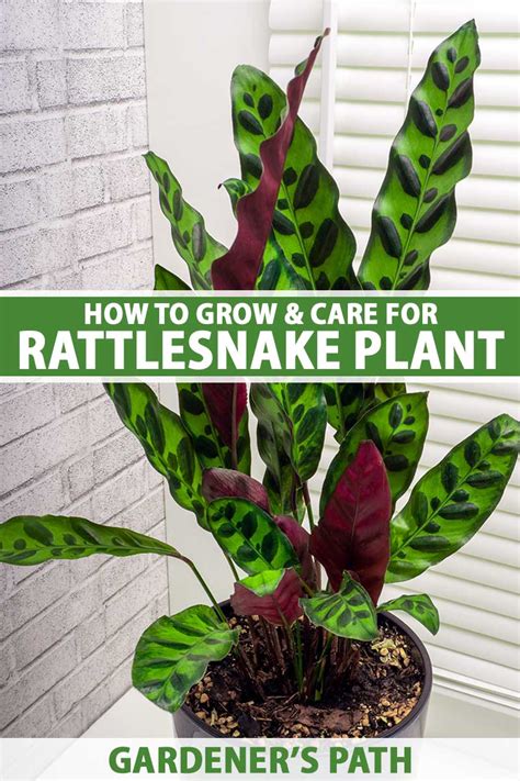 How To Grow And Care For Rattlesnake Plants Simplym Press