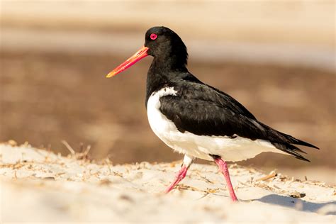 Ebird Australia Checklist Sep Buckleys Hole Conservation