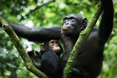 Primate Walk In Kibale National Park Uganda Chimpanzee Trekking Tours