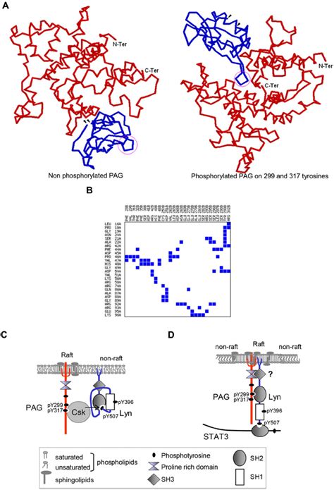 Modeling Of The Paglyn Sh2 Complexes And Lyn Pag Stat3 And Csk