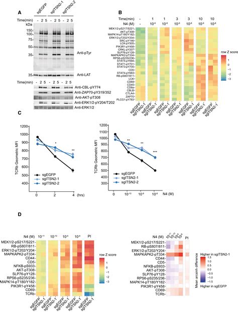 Lymphoatlas A Dynamic And Integrated Phosphoproteomic Resource Of Tcr