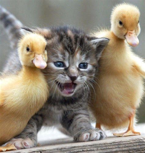 populer  gambar hewan senyum lucu simple  minimalis gambar lucu