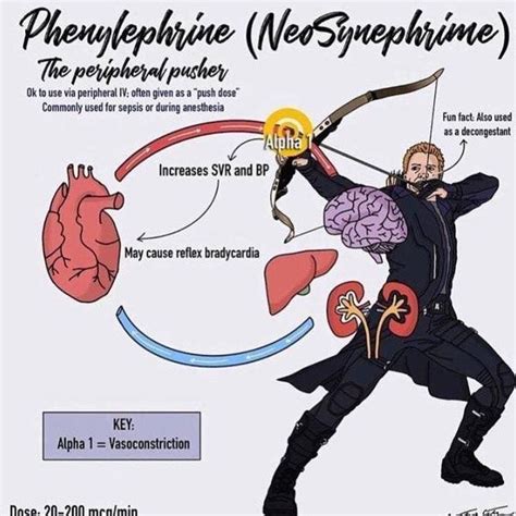 Phenylephrine - MEDizzy