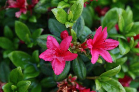 Azalea Hinodegiri Kilmarnock Nurseries