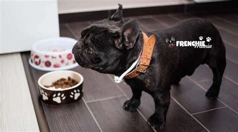 Cuánto Tiene Qué Comer Un Bulldog Francés Blog De Adopta Un Animal